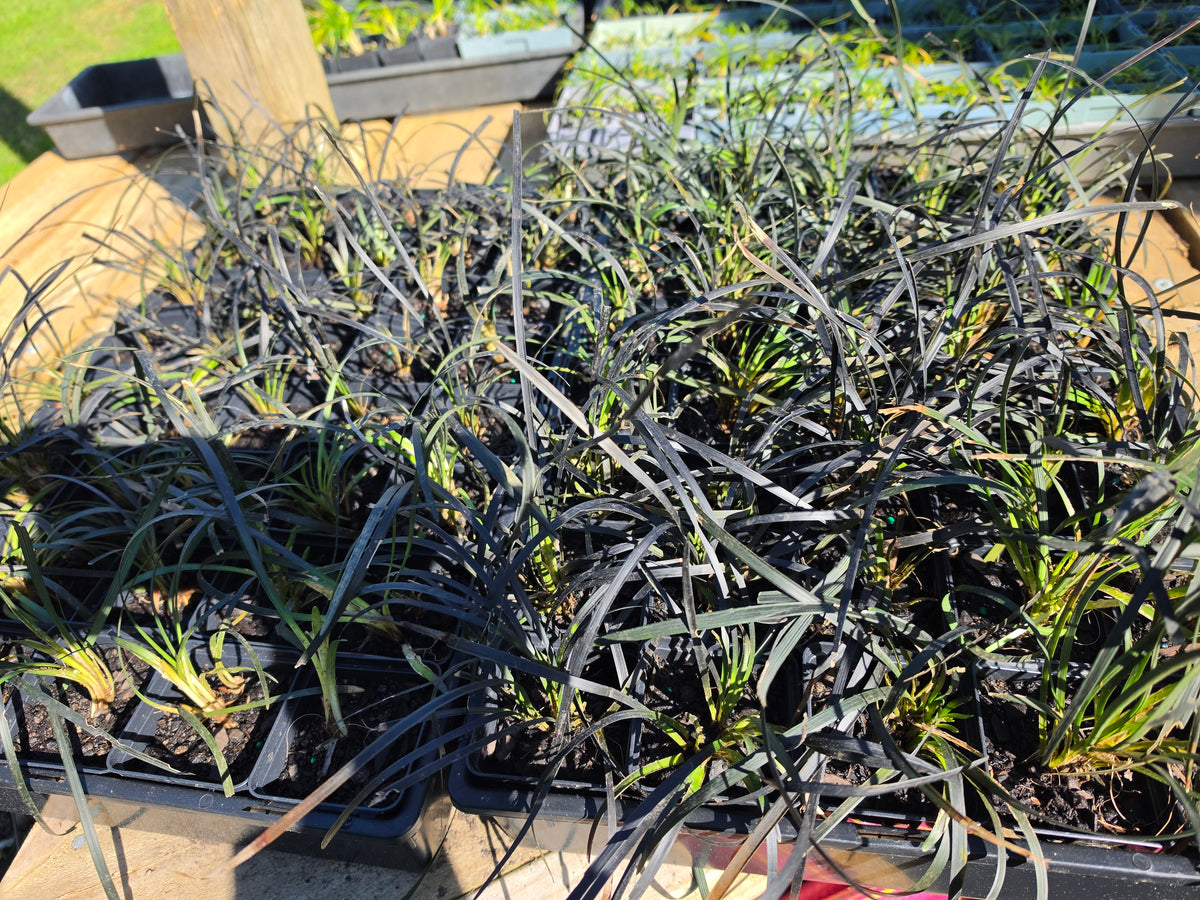 Black Mondo Grass