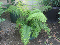 Asplenium bulbiferum "Hen & Chicken Fern"