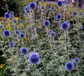 Echinops "Blue Globe