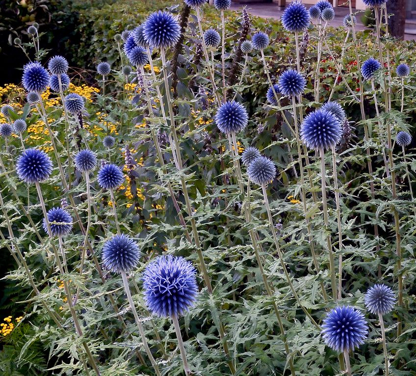 Echinops "Blue Globe