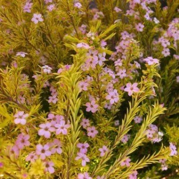 Coleonema "Sunset Gold"