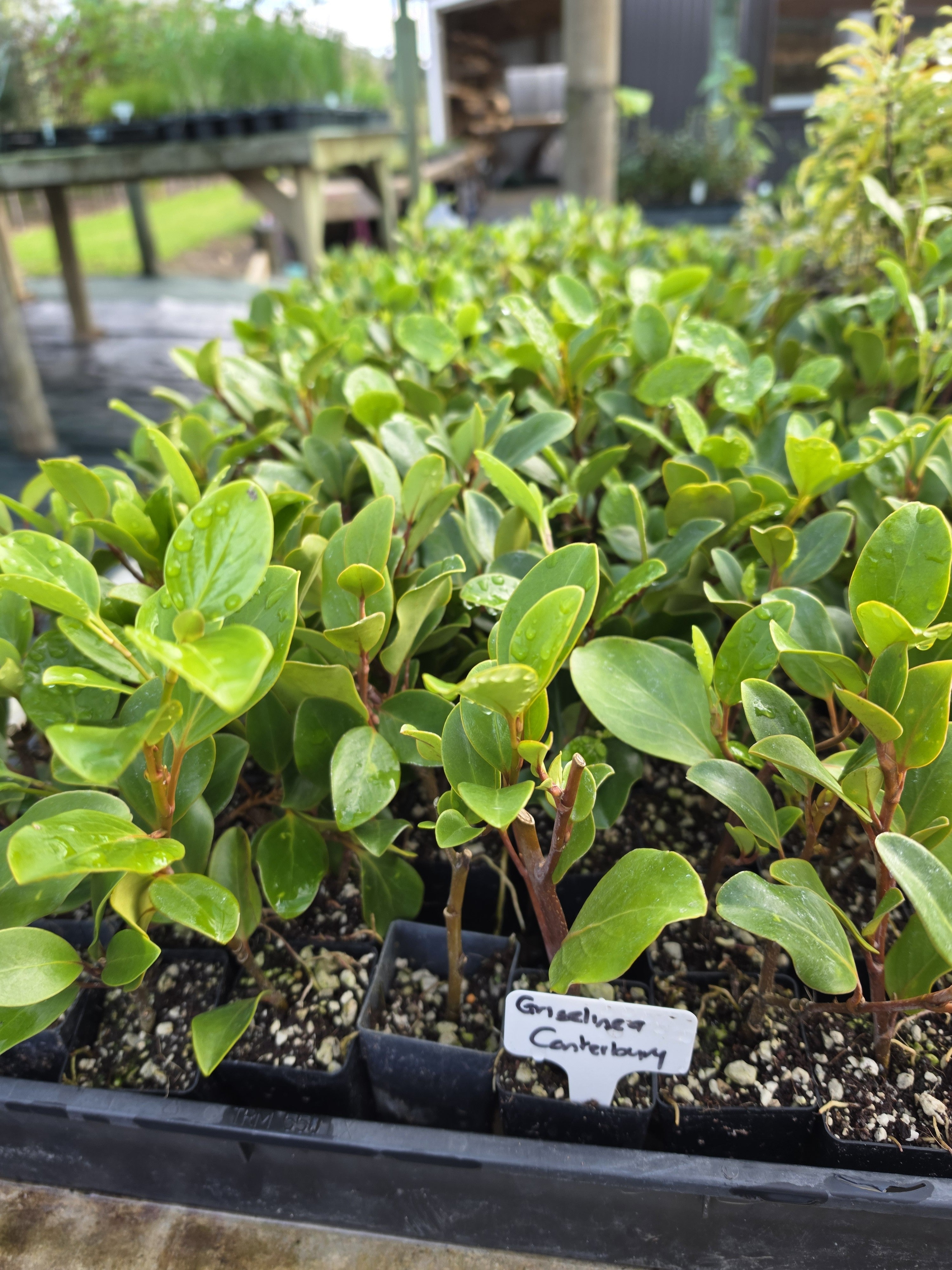Grislinia littoralis "Canterbry"