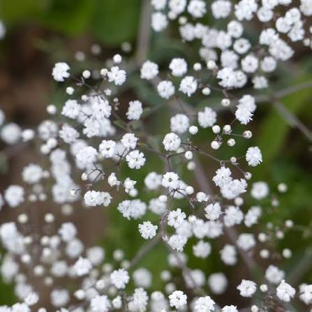 Gypsophila "Snowflake"