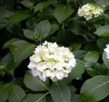 Hydrangea “Bridal Bouquet”