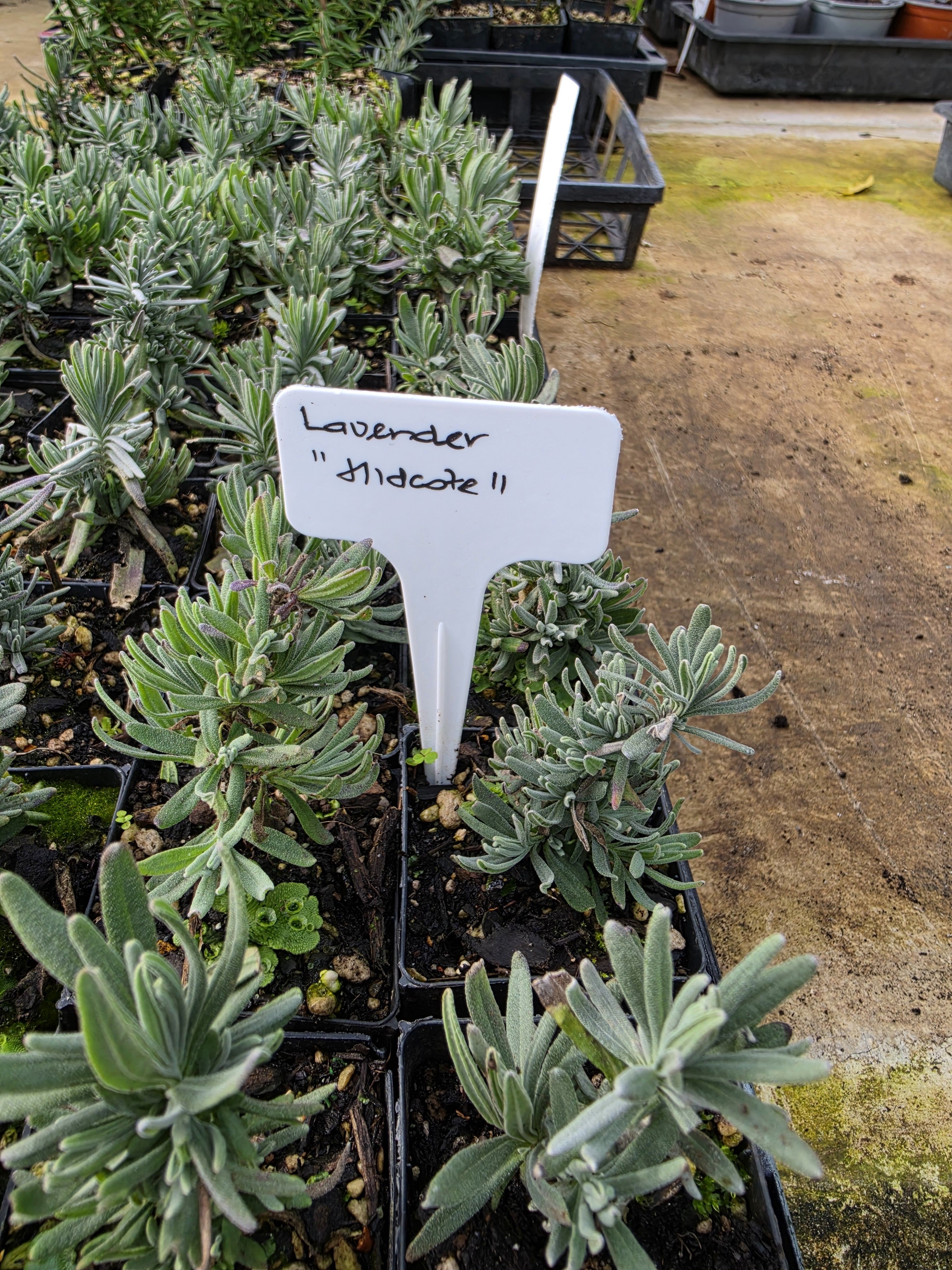 Lavender" Hidcote" (English Lavender)