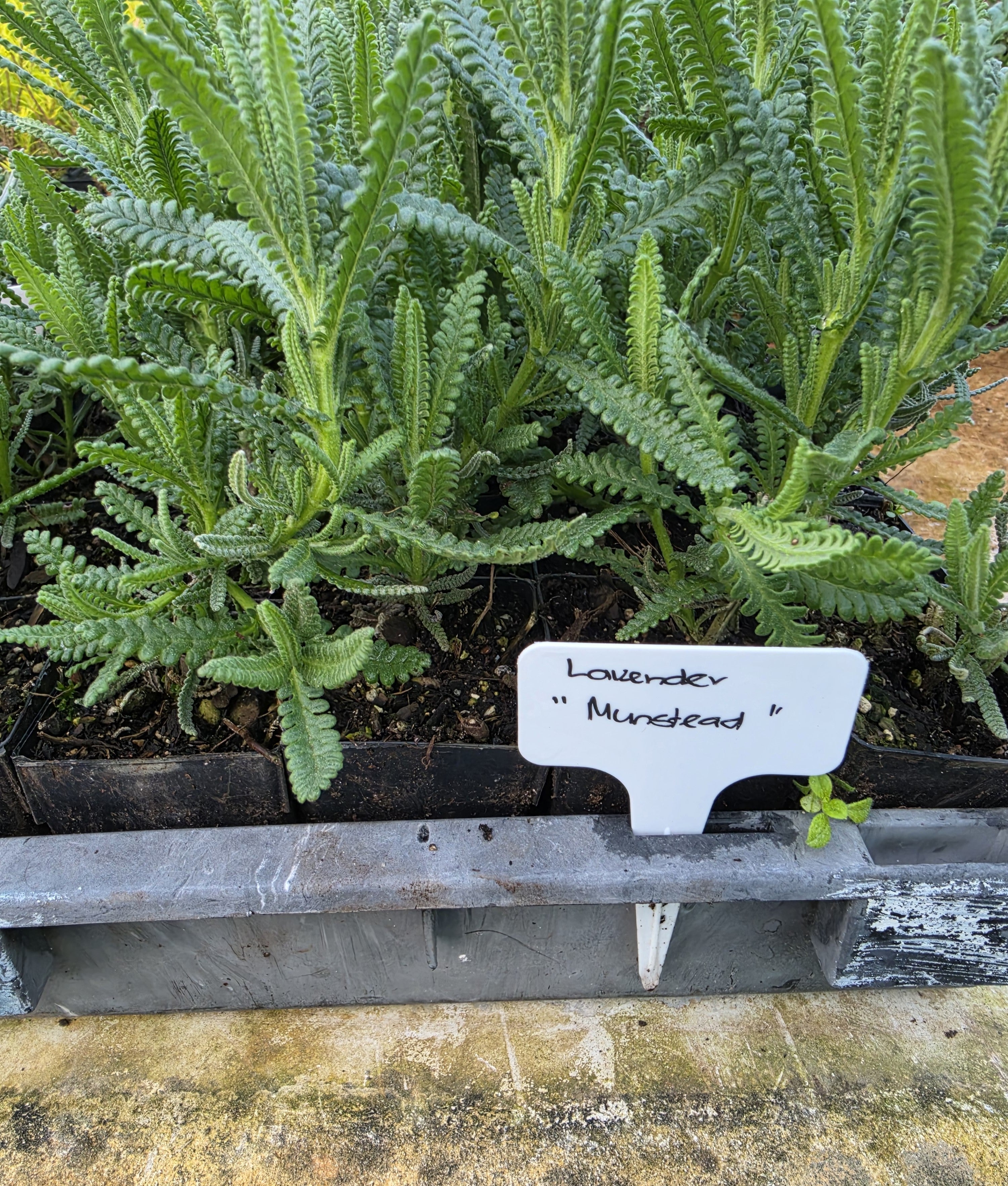 Lavender "Munstead"