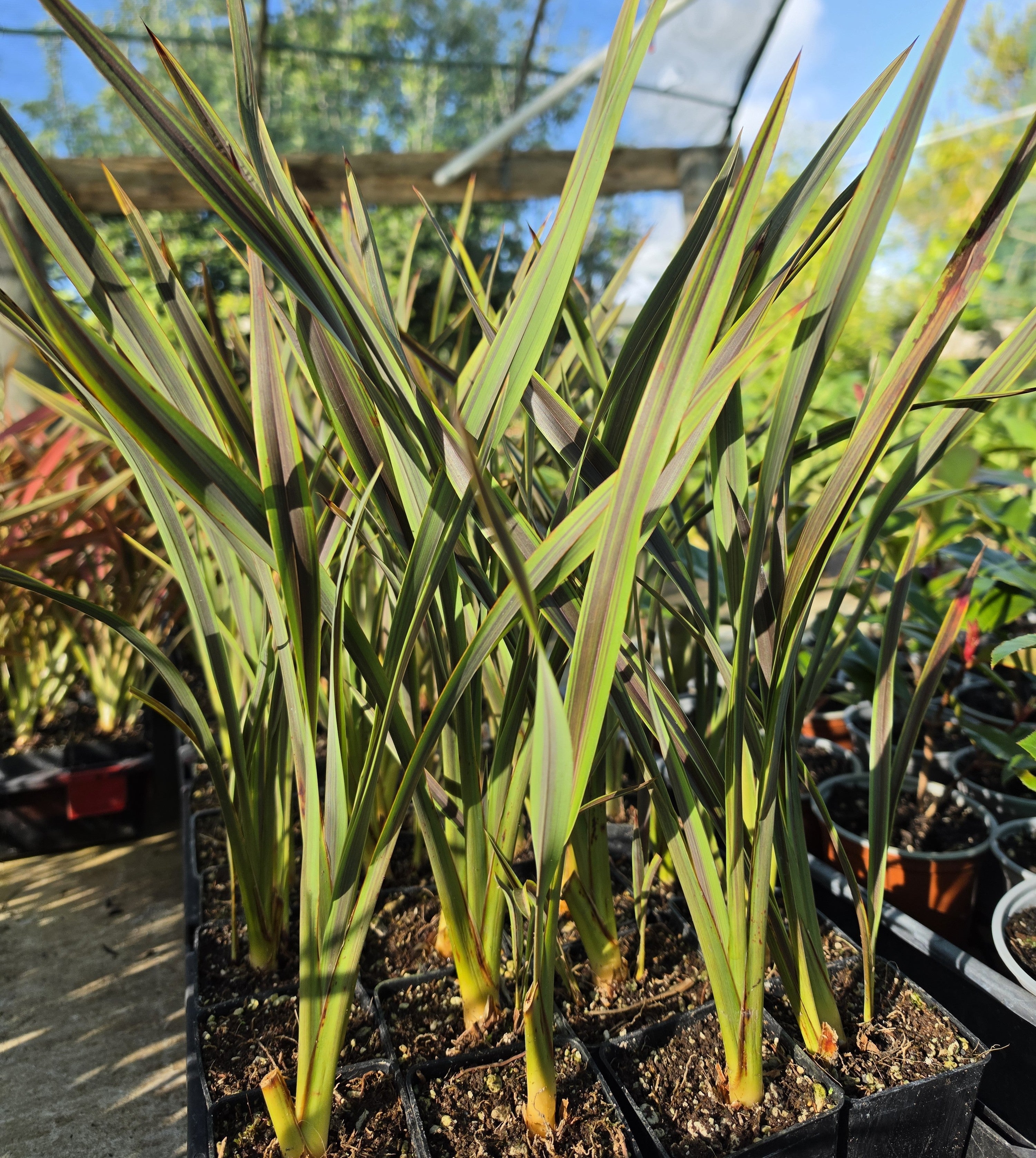 Phormium "Licorice & Lime"