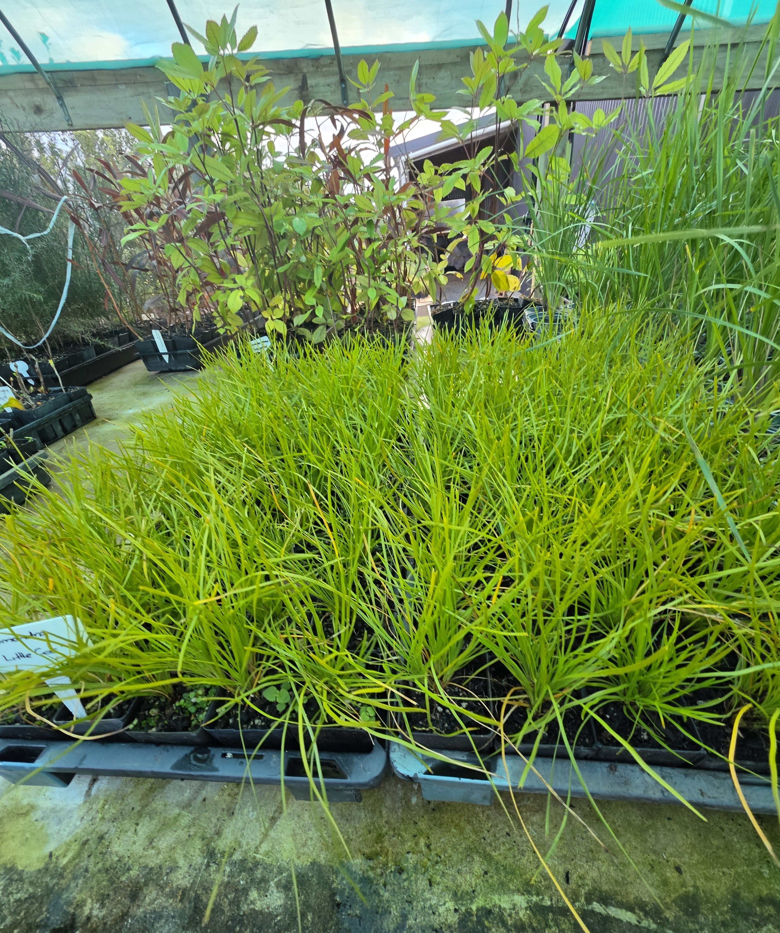 Lomandra "Little Con"
