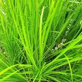 Lomandra longifolia
