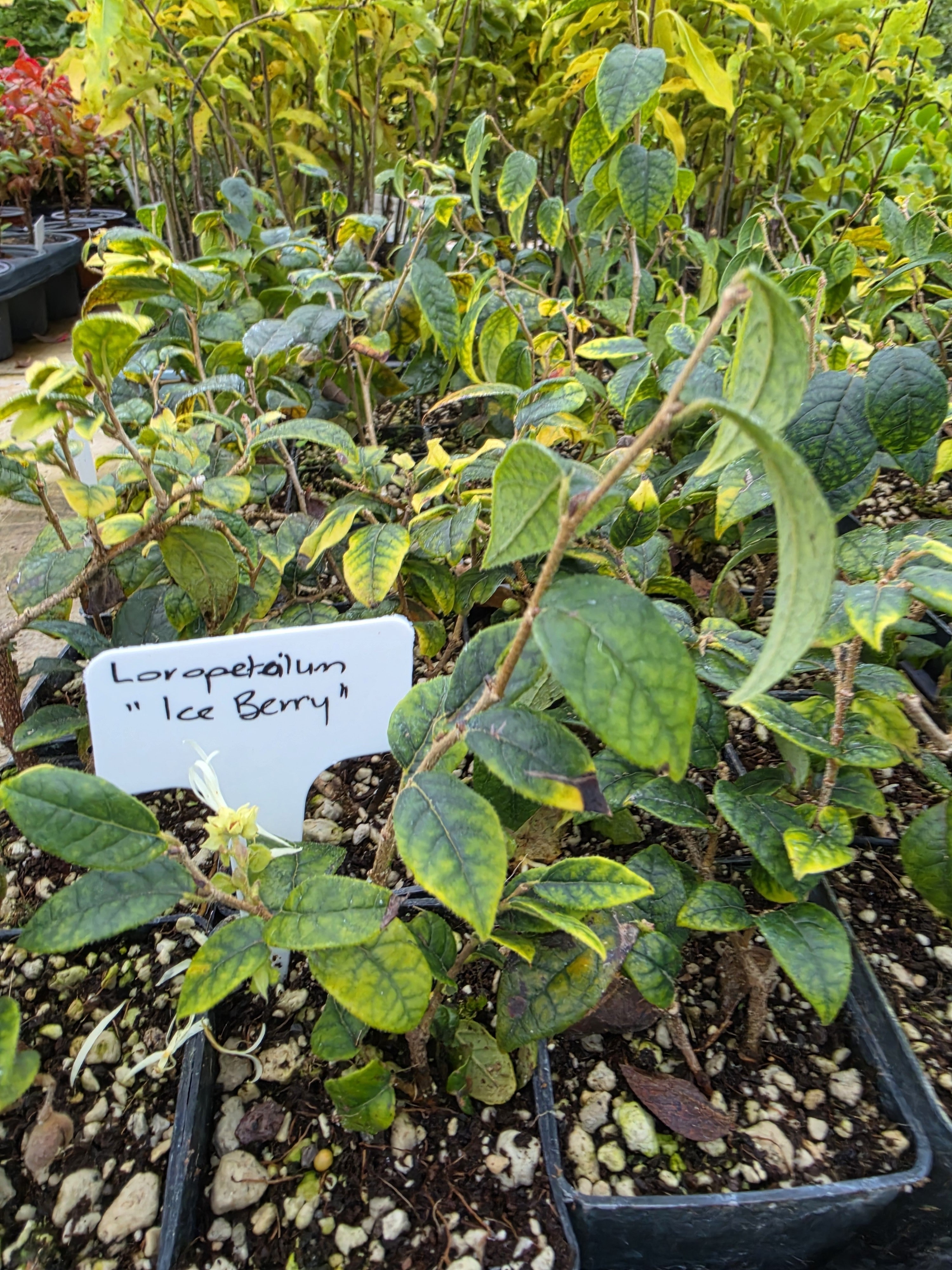 Loropetalum " Iceberry"