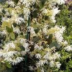 Loropetalum " Iceberry"