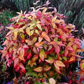 Nandina "Firepower"