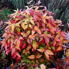 Nandina "Firepower"