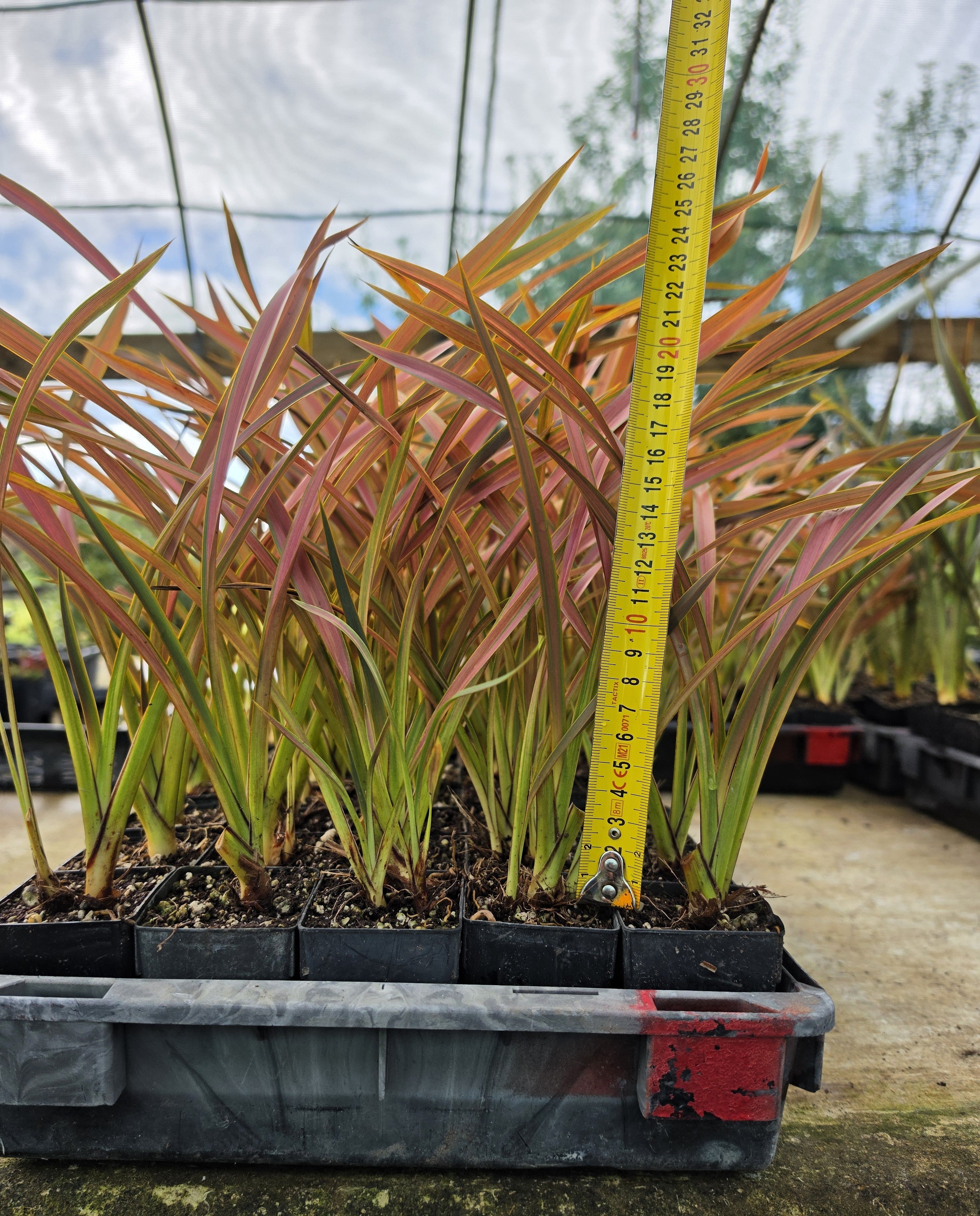 Phormium "Jessie"
