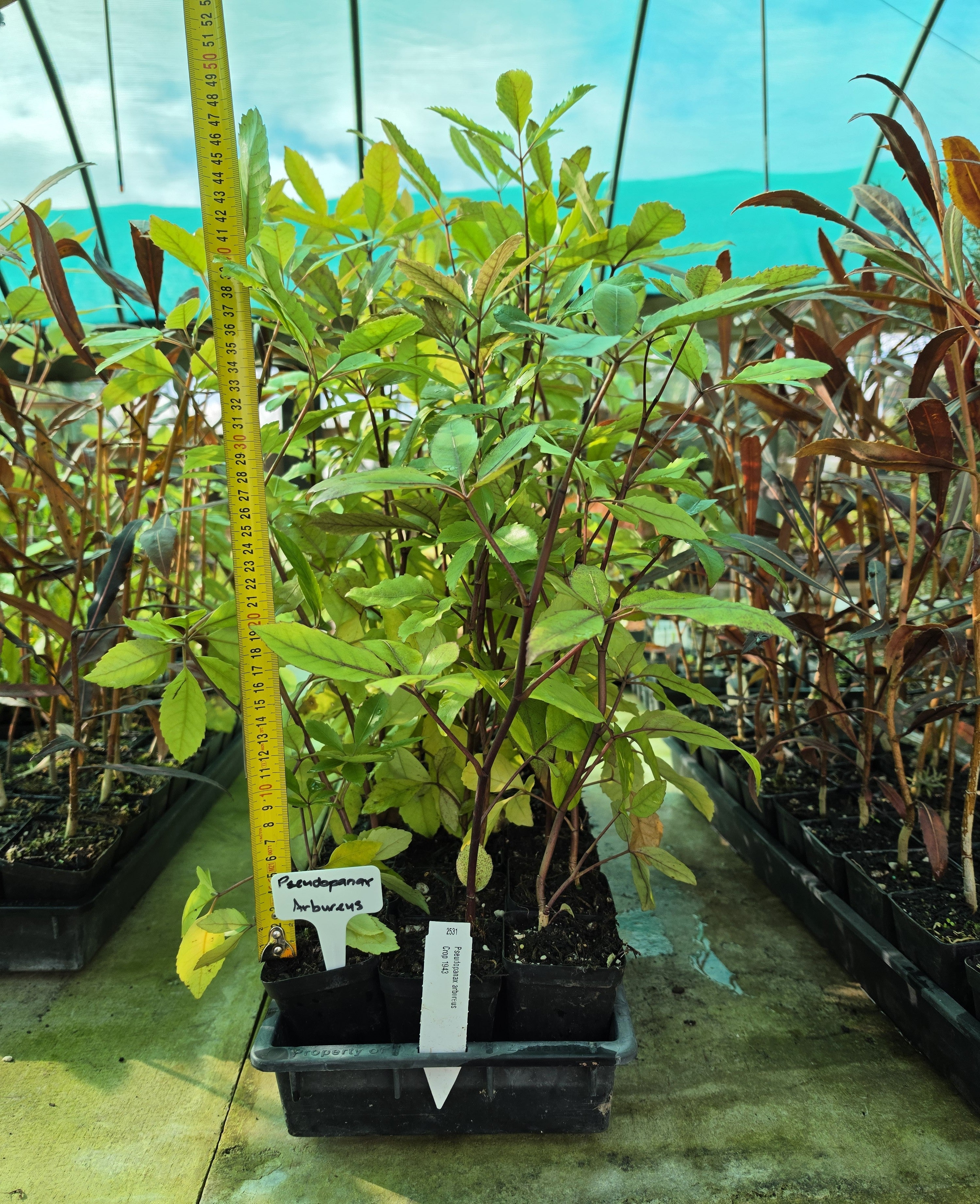 Pseudopanax "Arboreus"