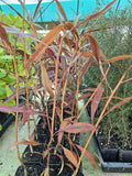 Psuedopanax "Crassifolium"