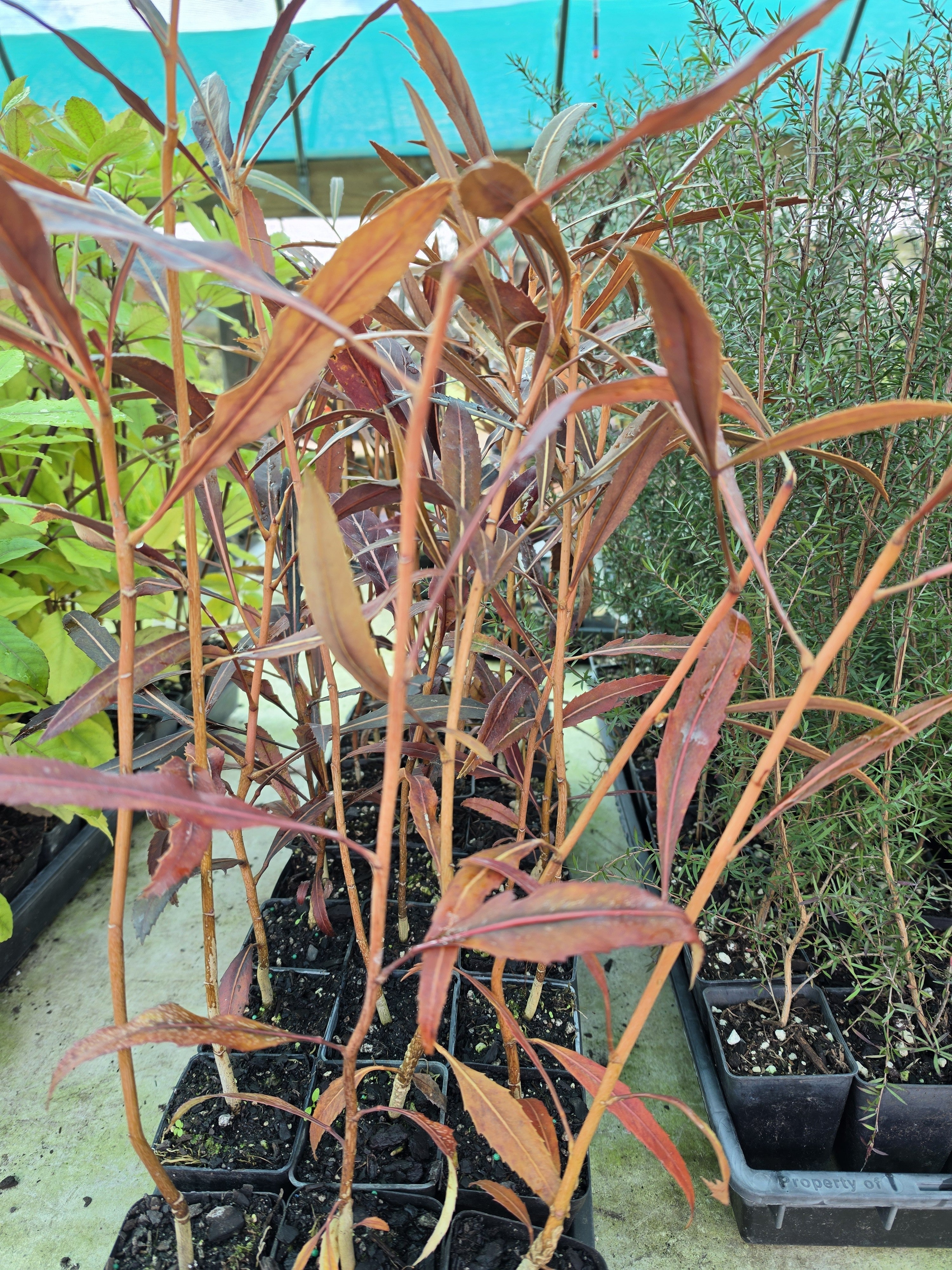 Psuedopanax "Crassifolium"