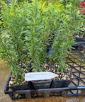 Rosemary, Tuscan Blue (Rosmarinus Officinaliis)