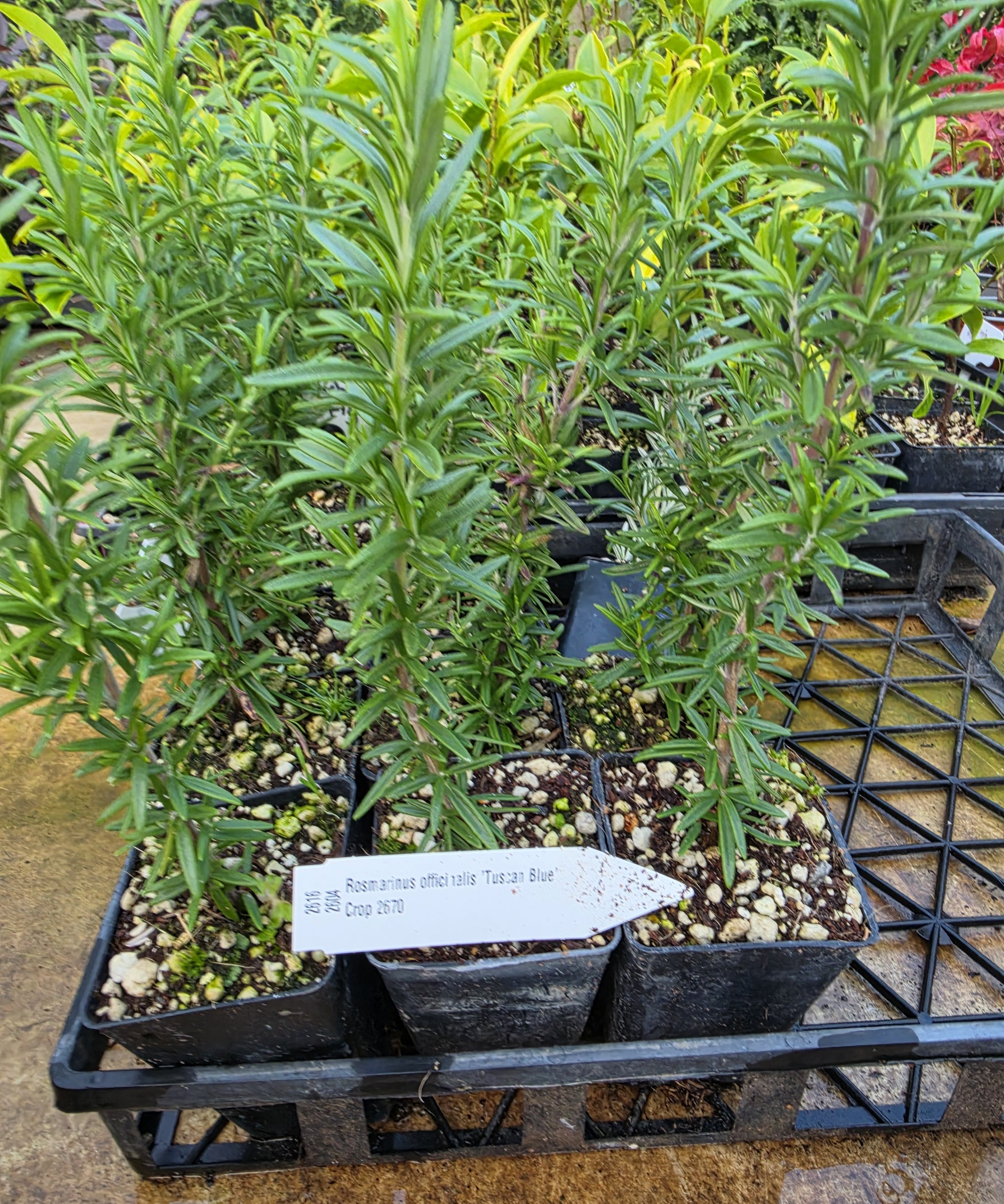 Rosemary, Tuscan Blue (Rosmarinus Officinaliis)