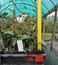 Jasmin ( Tracelospermum Jasminoides)