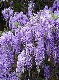 Wisteria Amethyst Falls