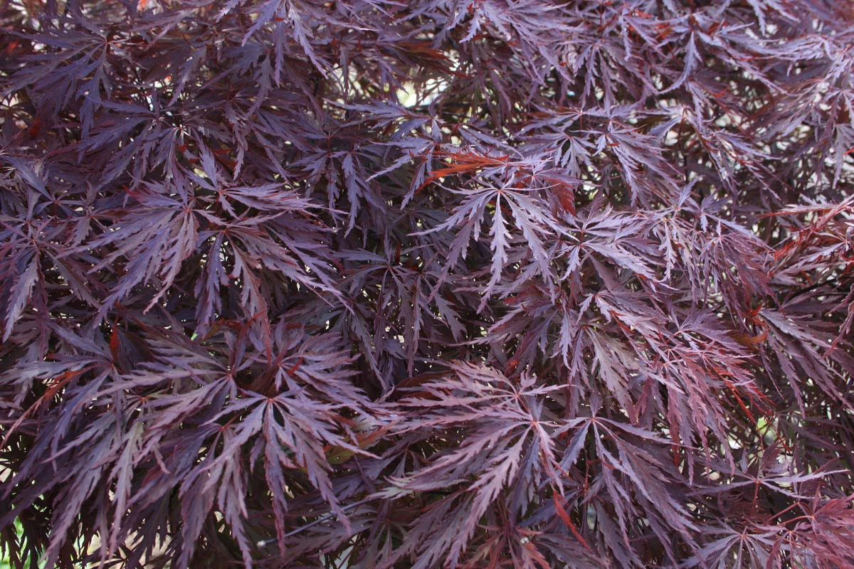 Acer Red Emperor