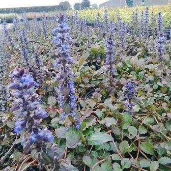 Ajuga Retans
