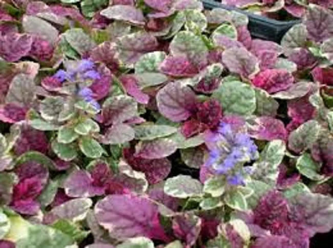 Ajuga Reptans (Multicolour)
