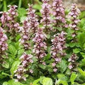 Ajuga Pink Beauty