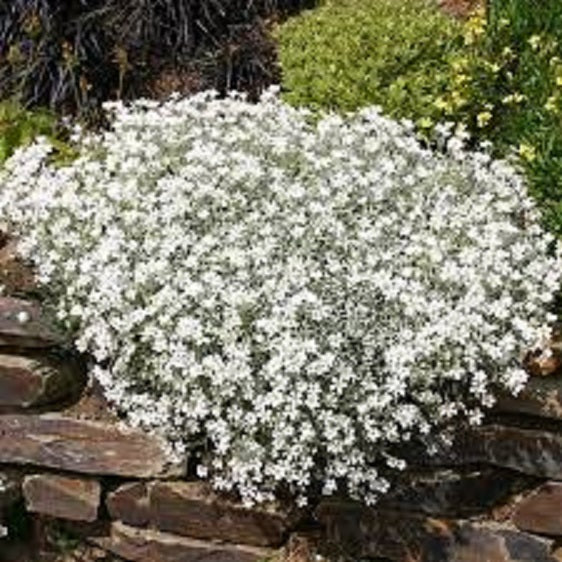 Cerastium  "Snow"