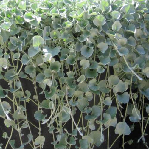 Dichondra "Silver Falls"
