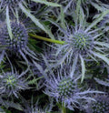 Eryngium Glitter