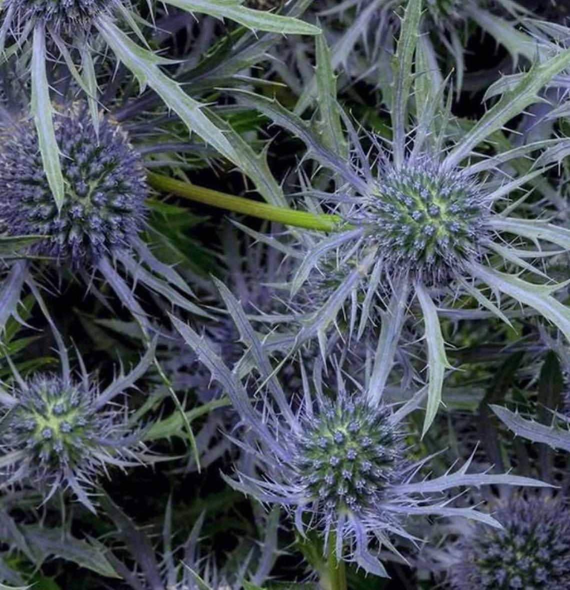 Eryngium Glitter