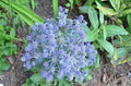 Eryngium Hobbitt