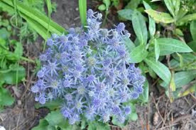 Eryngium Hobbitt