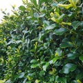 Ficus Tuff