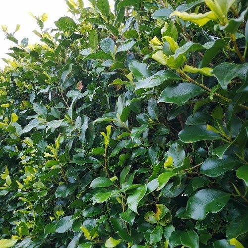 Ficus Tuff