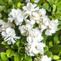 Gardinia Radicans