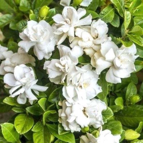 Gardinia Radicans