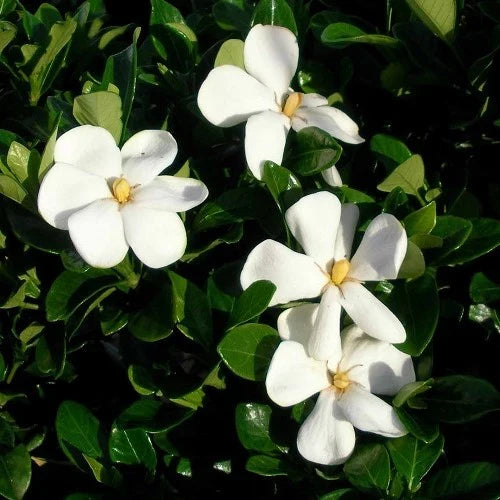 Gardenia Fragrant Star