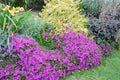 Hetrocentron Elegans "Spanish Shawl"