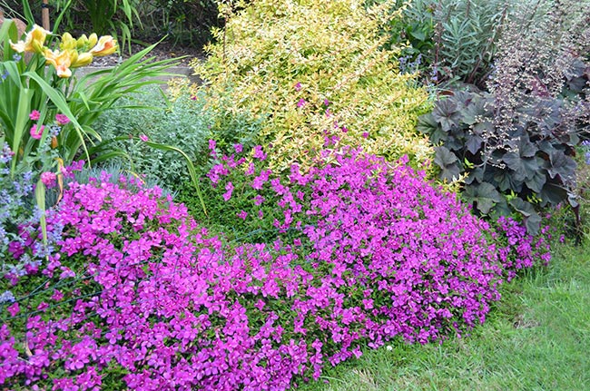 Hetrocentron Elegans "Spanish Shawl"