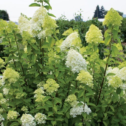 Hydrangea paniculata "Lime Light"