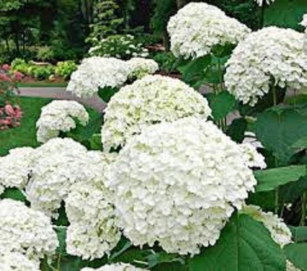 Hydrangea “Snowball”