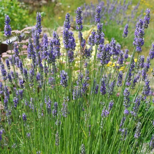 Lavender Grosso