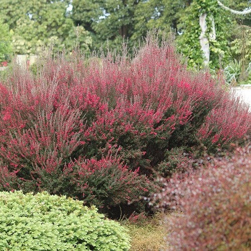 Leptospermum "Wiri Joan"