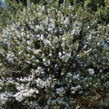 Leptosperium ""Blossom