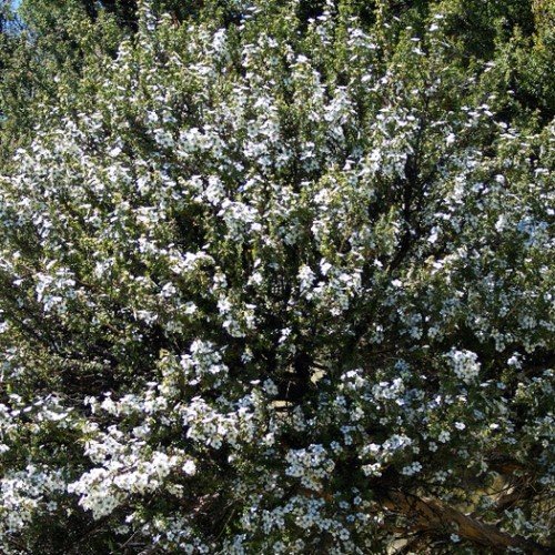 Leptosperium ""Blossom