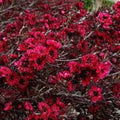 Leptospernium "Burgandy Queen"