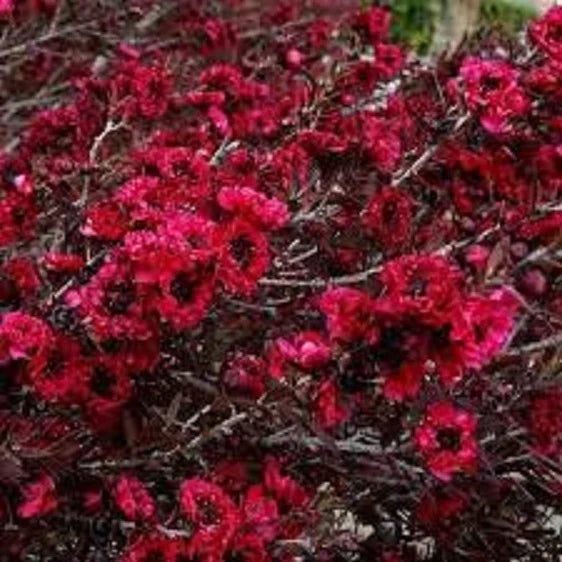 Leptospernium "Burgandy Queen"